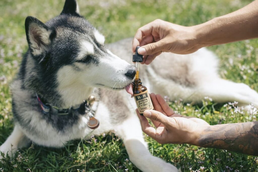 You may be able to help a pet with anxiety using CBD.