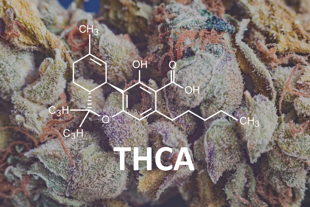 THCa vs. THC