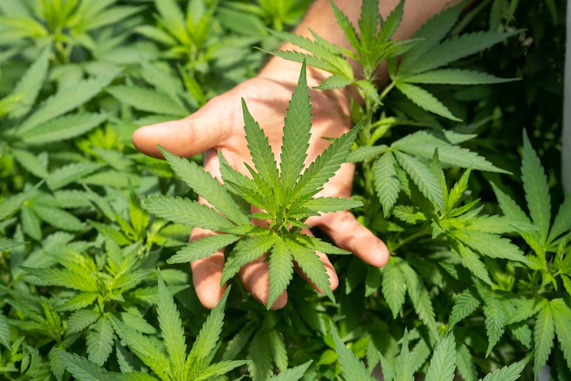 An image showing the hand of a farmer in a hemp field, concerned about the Farm Bill updates in 2024 potentially impacting business