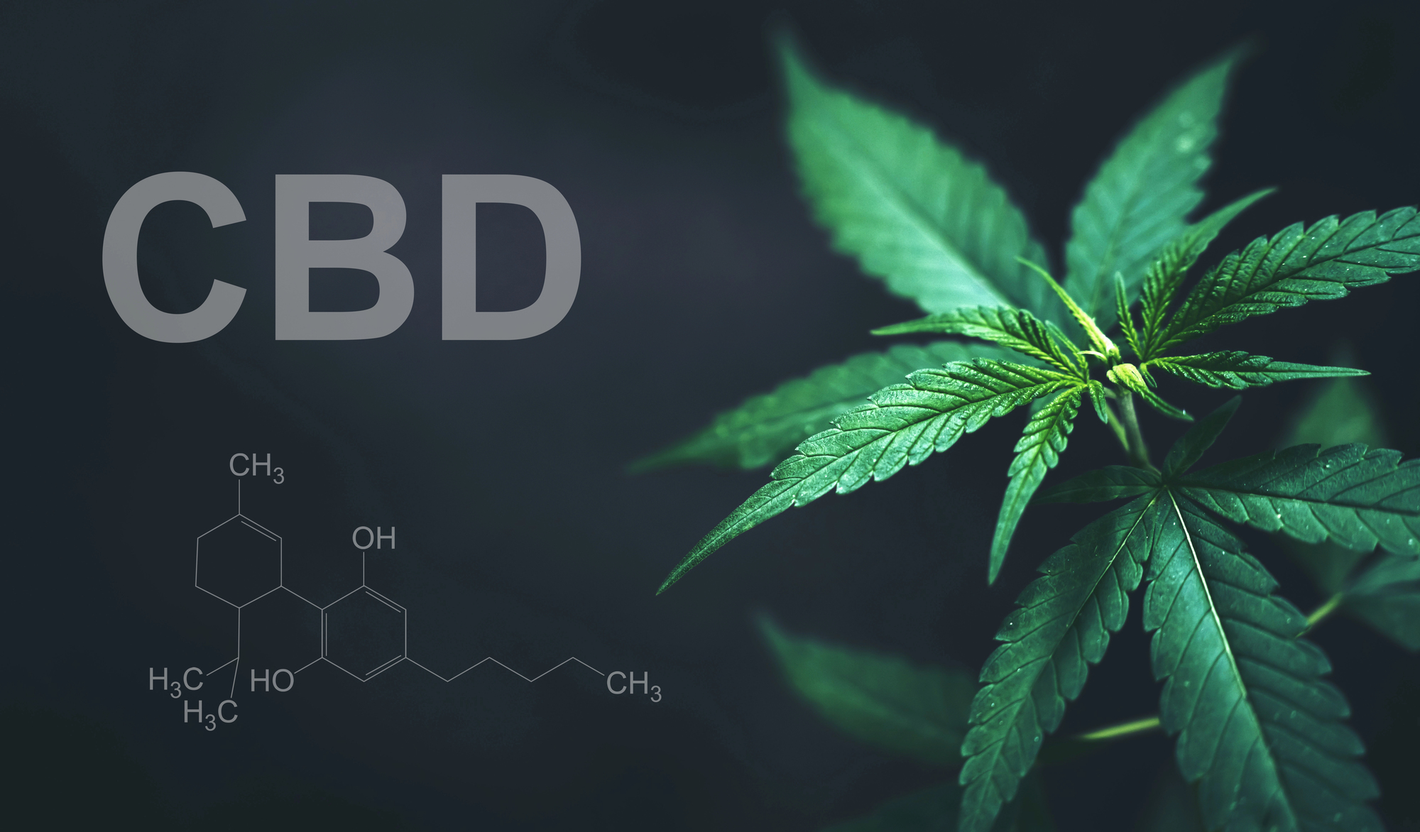 The CBD Growth Stack: Email, SEO and Owned Channels